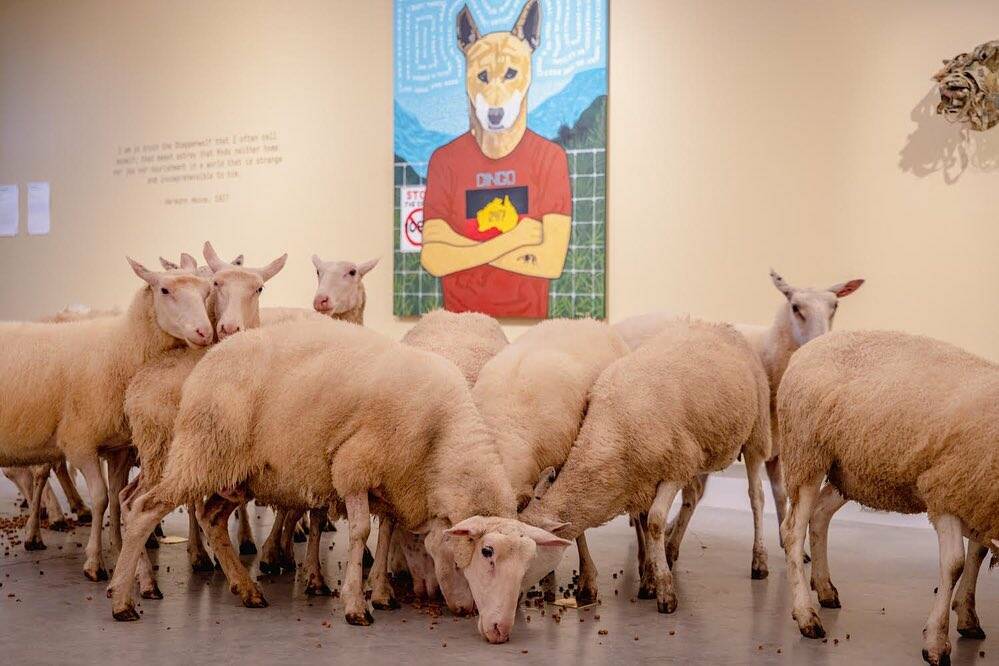 The old dairy has been converted into the gallery, which houses many exhibitions and installations. Here, sheep from the Pecora Dairy were invited into the Dingo Project exhibition. Picture: Ngununggula Facebook