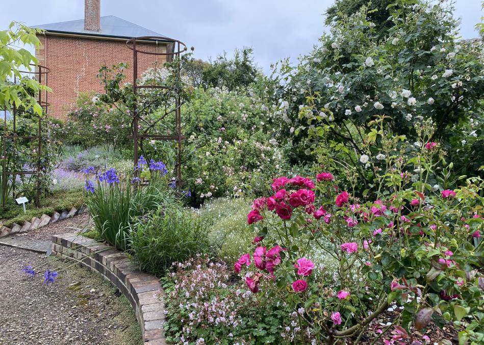 Discover more than 100 varieties of heritage roses at Harper's Mansion in Berrima. Picture by Briannah Devlin
