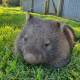 Wombats are up grazing when it is darker, and it is harder to see them on the roads. Picture: Penny Walsh