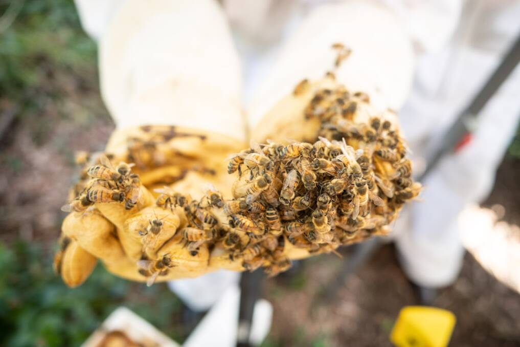 Bee-keeping can be the bee's knees, even if you learn about it over FaceTime. Photo: Hamish Ta-mé