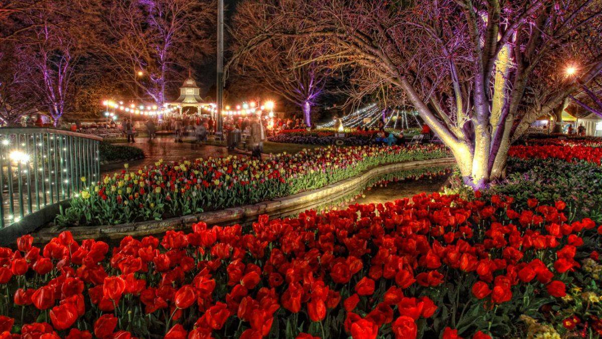 Get ready to see the Corbett Gardens lit up, and the dazzling tulips and annuals for Tulips After Dark during Tulip Time. Picture by Destination Southern Highlands. 