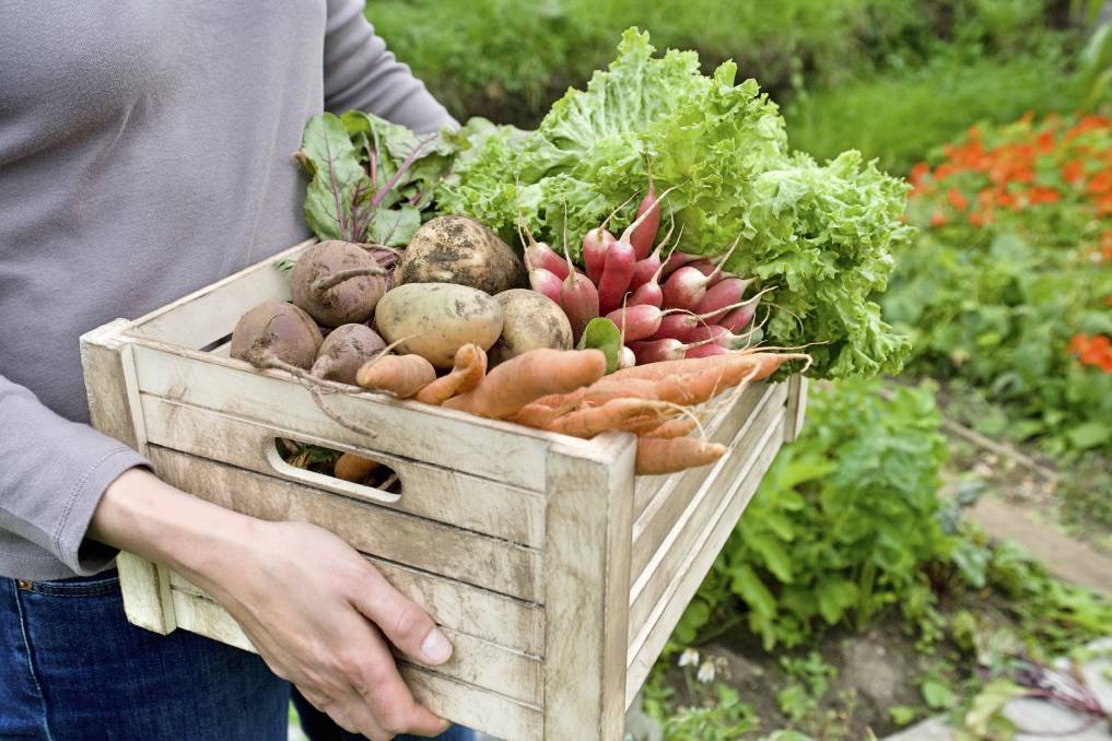 Find seasonal produce from local growers this week. Picture: Shutterstock