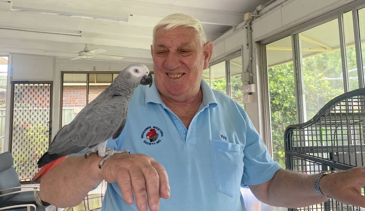 BIRD SALE: President of the Shoalhaven Avicultural Society Ray Faulds with his African Grey Macaw, Charlie. Image: Grace Crivellaro