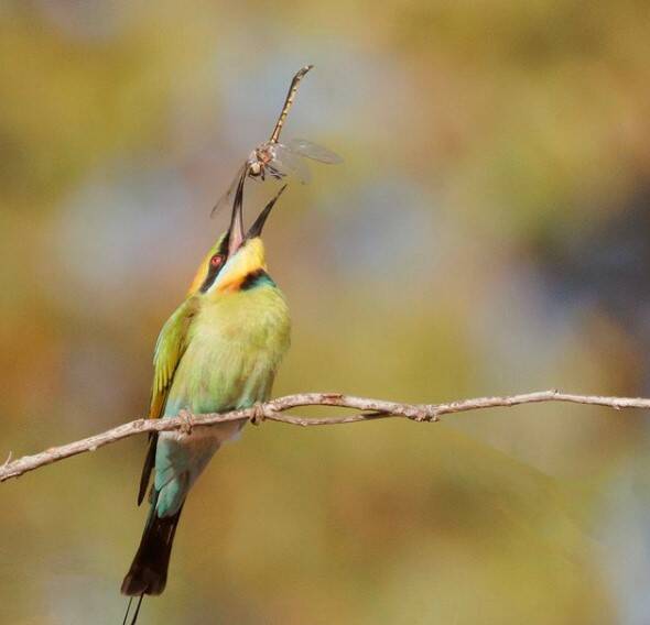 BEAUTY: The rainbow bee-eater. Picture: Alice Worswick.