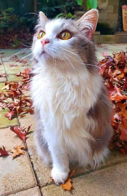 Romy, the legendary tripod cat. Photo: supplied