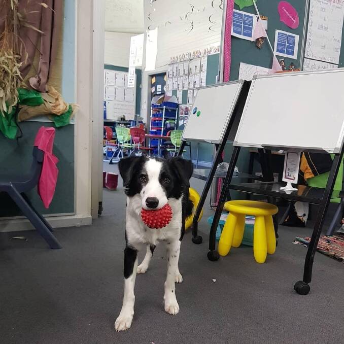 Alana, who is a teacher, and her trusty assistant. Photo: supplied