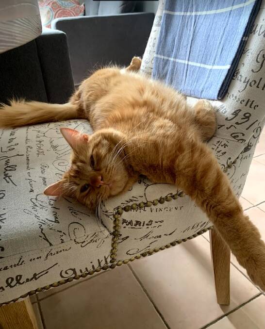 Now three years old, Pumpkin is very comfortable at home. Photo: supplied