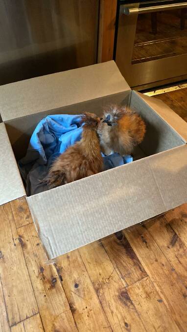 Yvette's latest addition to the house, two bantams evacuated from the coop. Picture: supplied