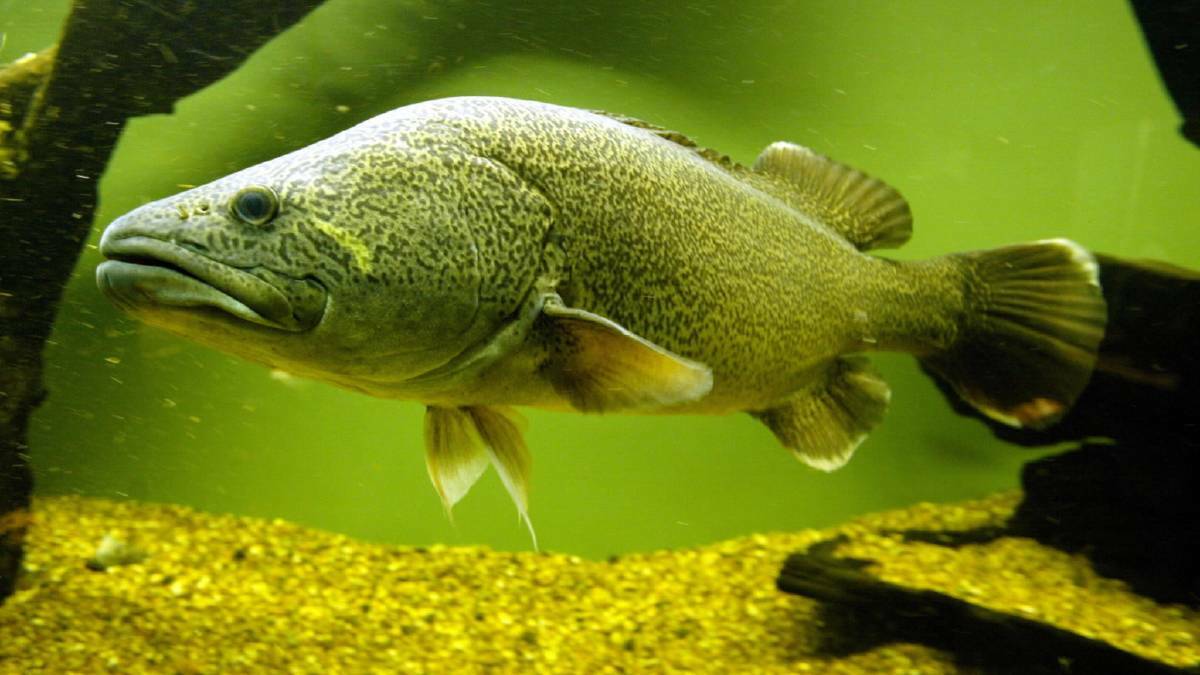 Murray cod season to open in Victoria after a three month closure