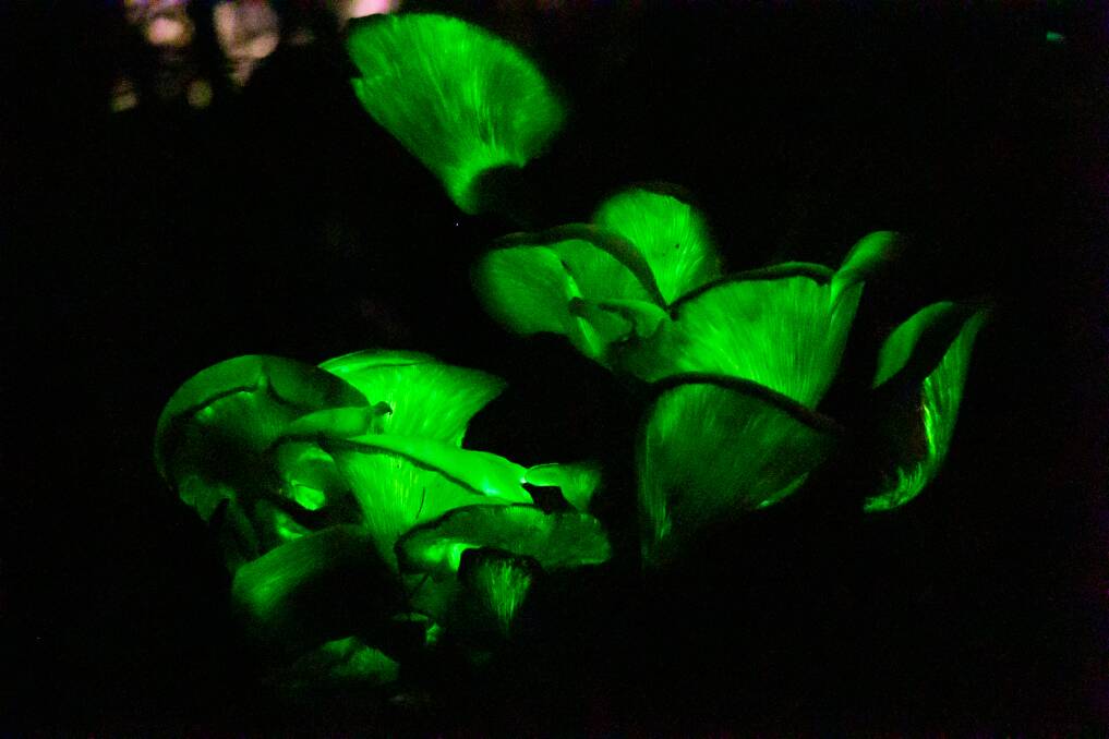 There's still no definitive answer as to why the ghost mushrooms glow, but there are some strong working theories. Picture by Jorja McDonnell