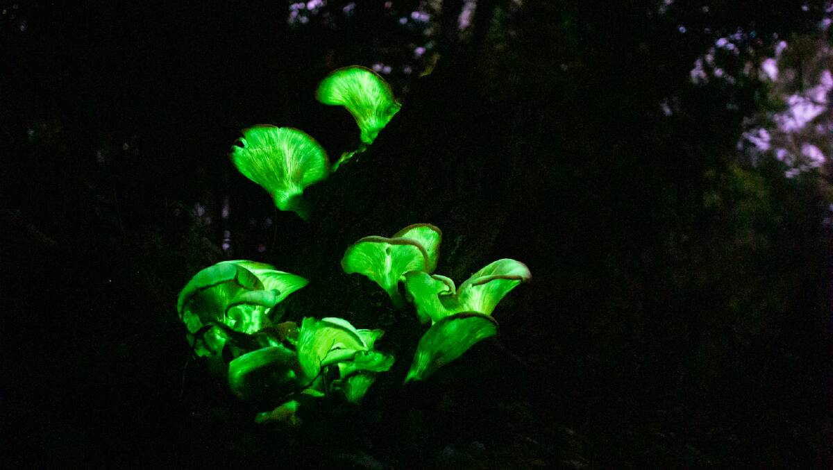 Glowing ghost mushrooms are popping up in south coast forests, thanks to a combination of favourable conditions. Picture by Jorja McDonnell