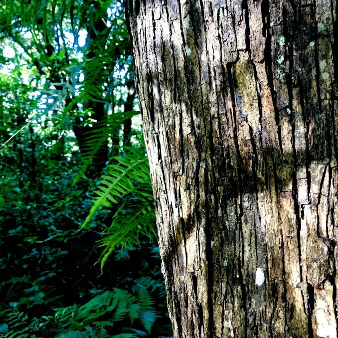 The Robertson Rainforest. Photo: Peter Ramm.