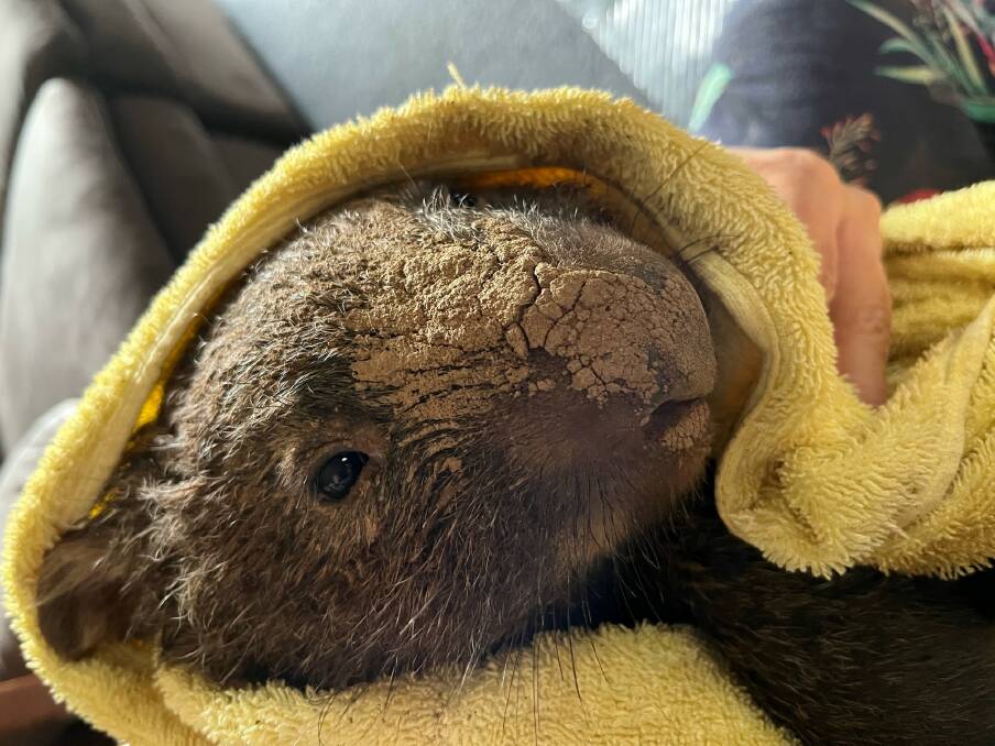 A rescued wombat after the March 2022 floods. Photo: Jarake Wildlife.