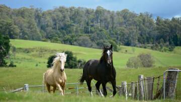 On which day do Australian horses (except standardbreds) celebrate their birthday? Picture by Phillip Biggs