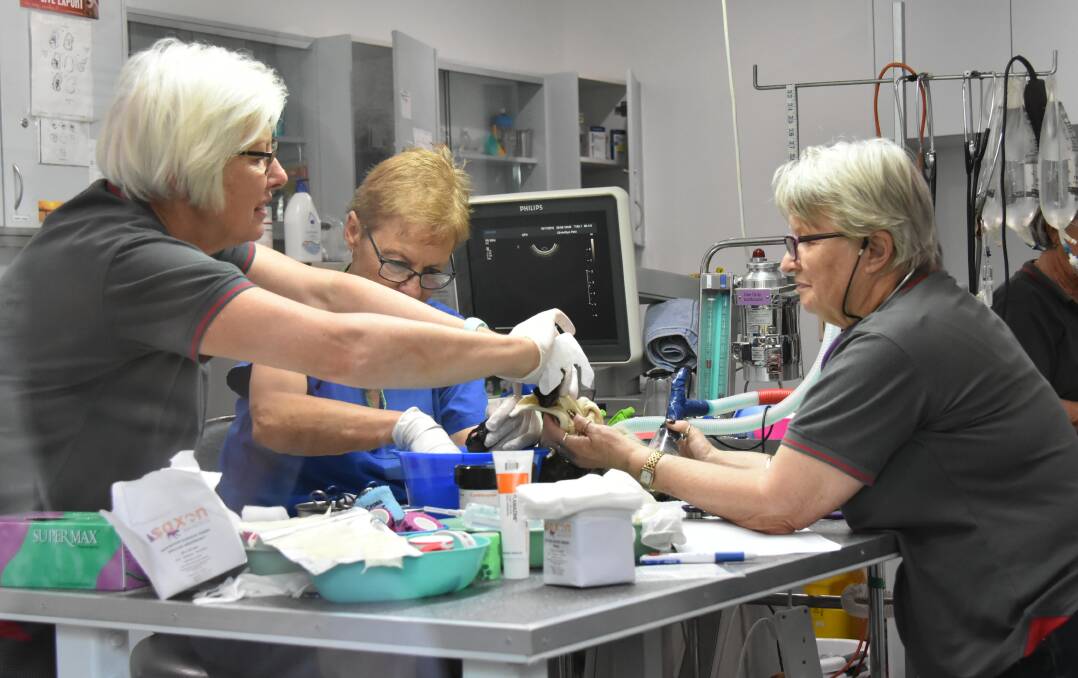 Staff at the Koala Hospital treat a koala injured during the bush fires