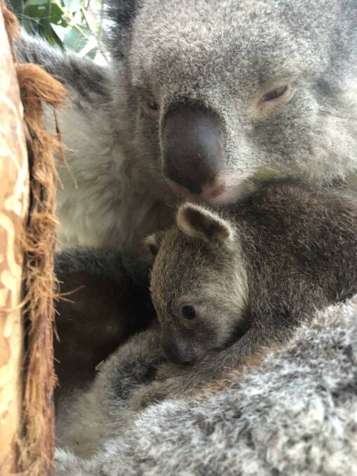 Baby koala emerges to say hello to Potoroo Palace visitors | Photos