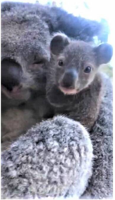 The koala joey stays close to mum Sapphire, but is becoming ever-more adventurous