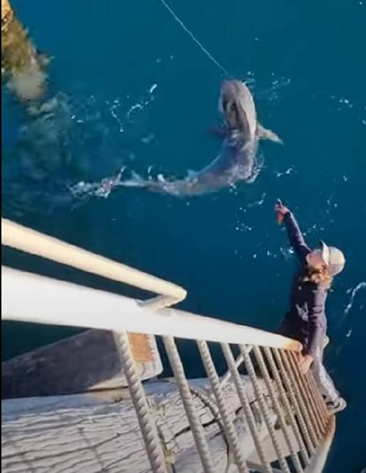 The video shows a young man getting close to the shark in an attempt to remove the hook and line.