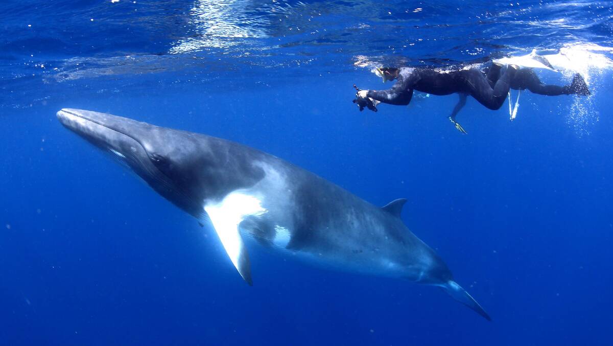 Swimming with a dwarf minke whale … a naturally curious animal. 