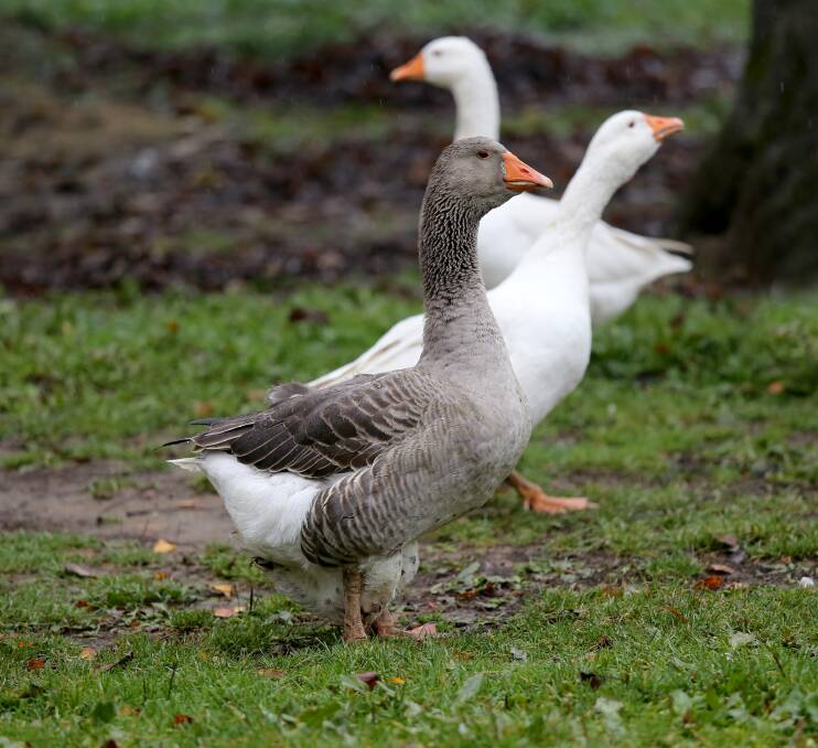 Low-maintenance: All you need is a water source, lots of grass and place to roam and you will have a gaggle of happy geese. 