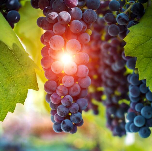 A GOOD YEAR:  A long, dry autumn has produced high sugars in grapes around the Highlands