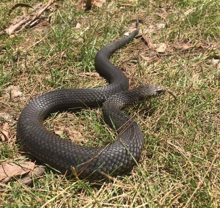 COLD BLOODED CULPRIT: The copperhead snake that cancelled Moss Vale Soccer Club's round of Summer Soccer. Photo: Oz Style Reptiles.