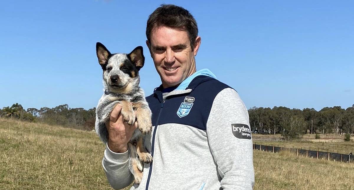 PUPPO MASCOT: He's nine-weeks-old, cute as a button, the new best friend of the Brydens Lawyers NSW Blues, say hello to Bruce the Blue Heeler. Photo: Supplied by NSWRL.