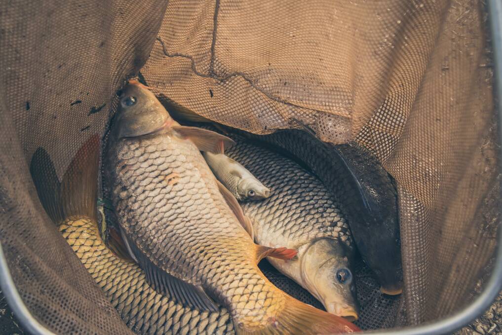 Carp are "dirtying up" the Wingecarribbee River and threatening native fish Andrew Hearn said
