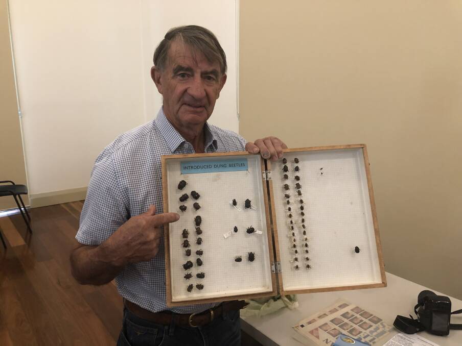 Dung Beetle expert, John Feehan with his introduced dung beetle carding collection.