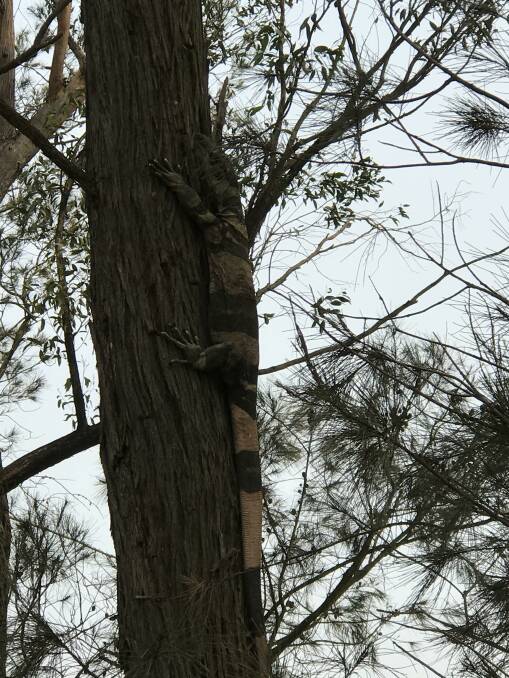 This goanna was fortunate to find safety at Woodlands in an area not impacted by bushfire. Photo by Mark Cole