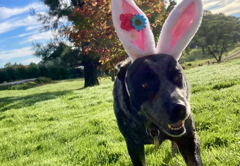 Pic of the week: Easter proved fun for both children and animals in one Berrima family. Jessie the blue heeler even dressed for the part. Photo by Tanya Galwey