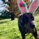 Pic of the week: Easter proved fun for both children and animals in one Berrima family. Jessie the blue heeler even dressed for the part. Photo by Tanya Galwey