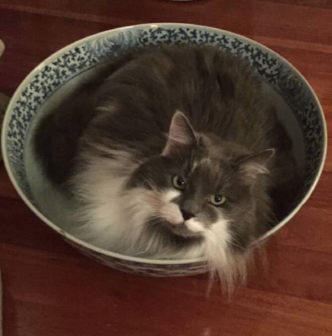 Tinkerbelle is a bowl full of love. Photo by Stewart Young