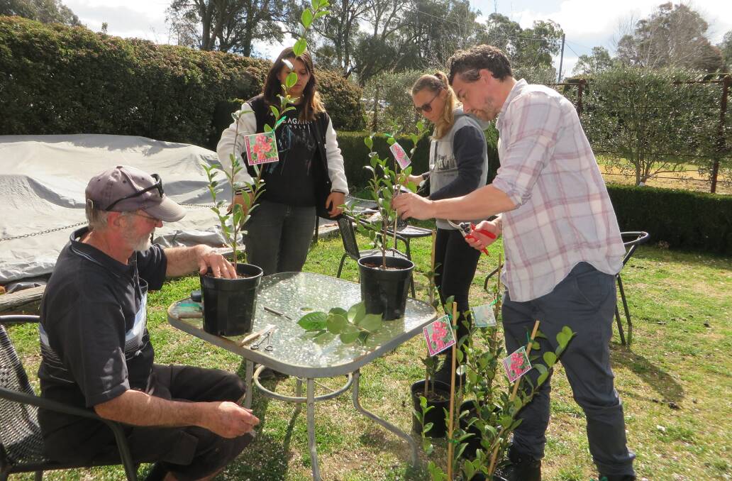 Well-known local horticulturalist Dean Wilson instructs Eleanor Zammit, Paul Clark and Aggie Bednarek on how to graft camellias at a recent workshop organised by Camellia Ark and held at Harper's Mansion 