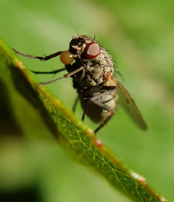 A new lens for an iPhone enable Sam Allender to get up close to this fly on a leaf.