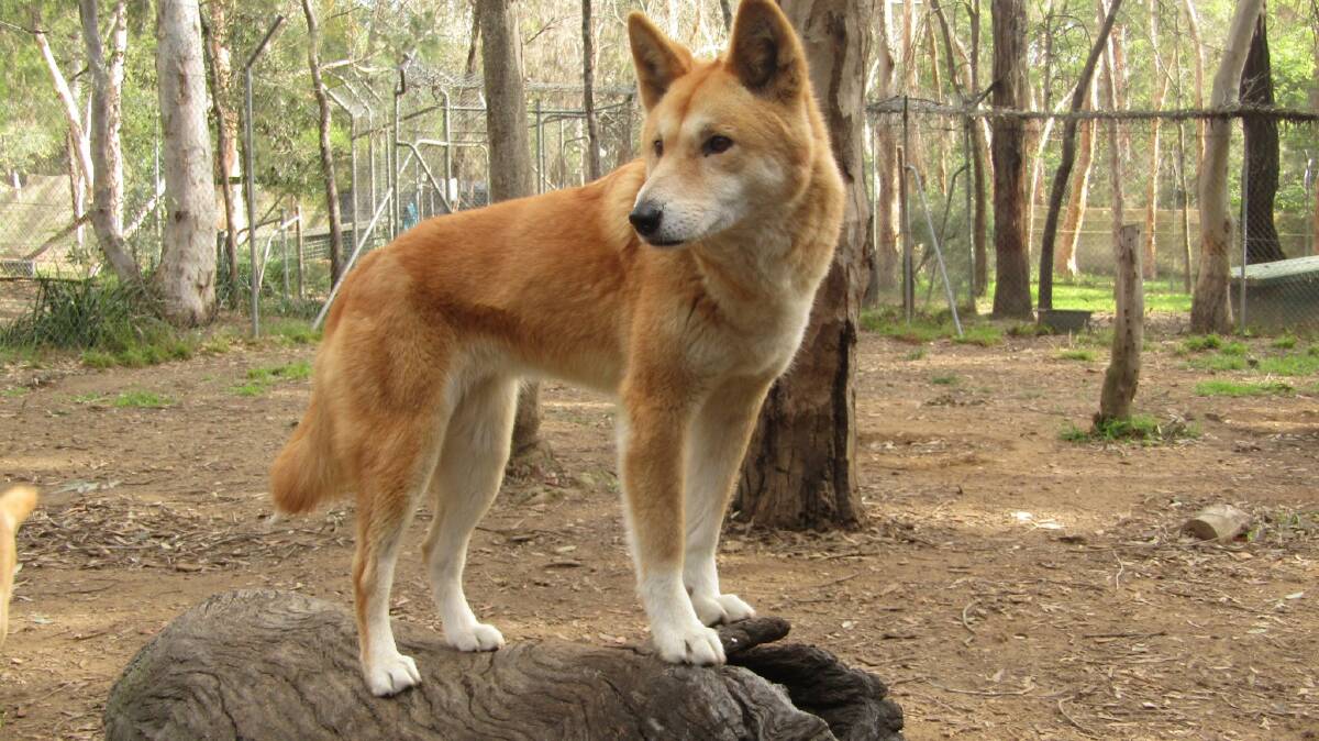 Sanctuary releases dingoes due to fire threat at Bargo