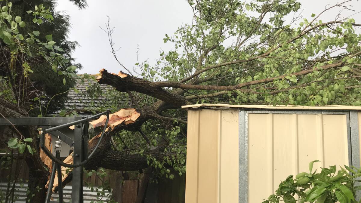 A tree which has fallen on the edge of a home and garden shed in East Bowral.