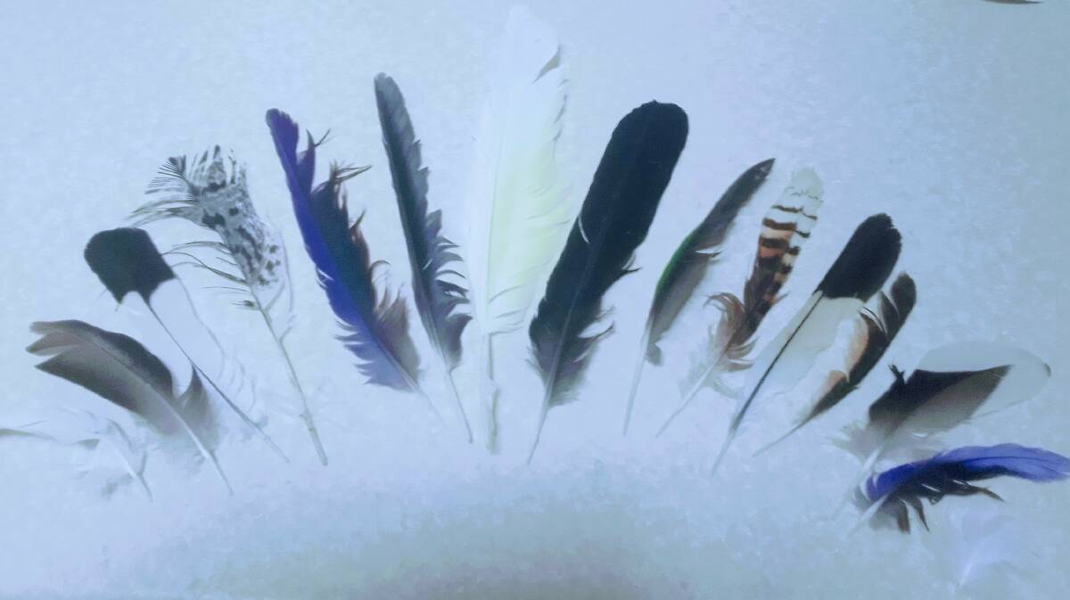 These are feathers found by photographer Jeanette Newberry while walking in Bowral. "They tell a story of the many beautiful and varied birds living in the area," she said.
