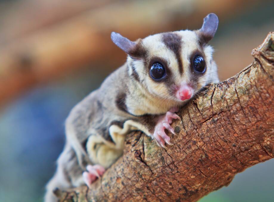 The sugar gliders is a species that requires corridors of vegetation so it can move for food, shelter and breeding. Photo supplied 