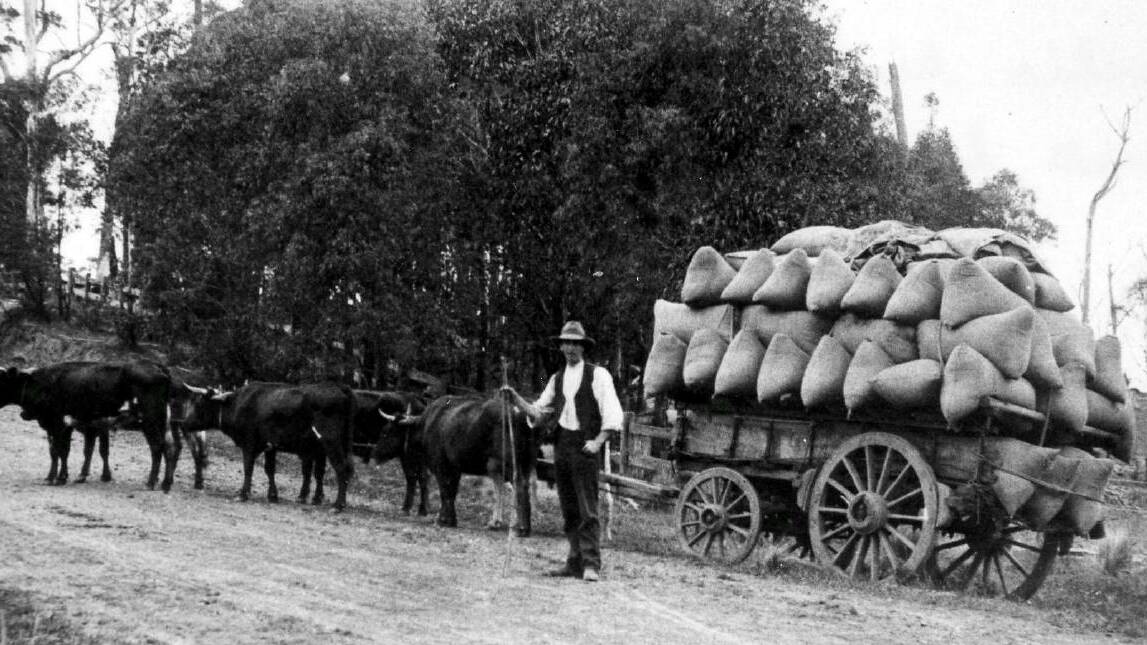  BULLOCK LOAD: Arch Simpson taking bags of feed out of East Kangaloon, c1900.