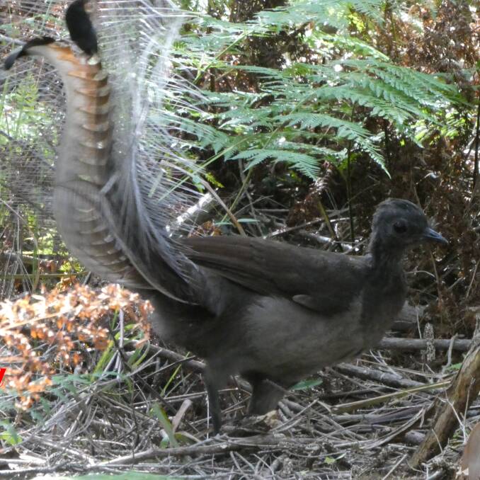 The silvery tail feathers of the lyrebird add to the superb appeal of this bird. Photo: Joan Lowe