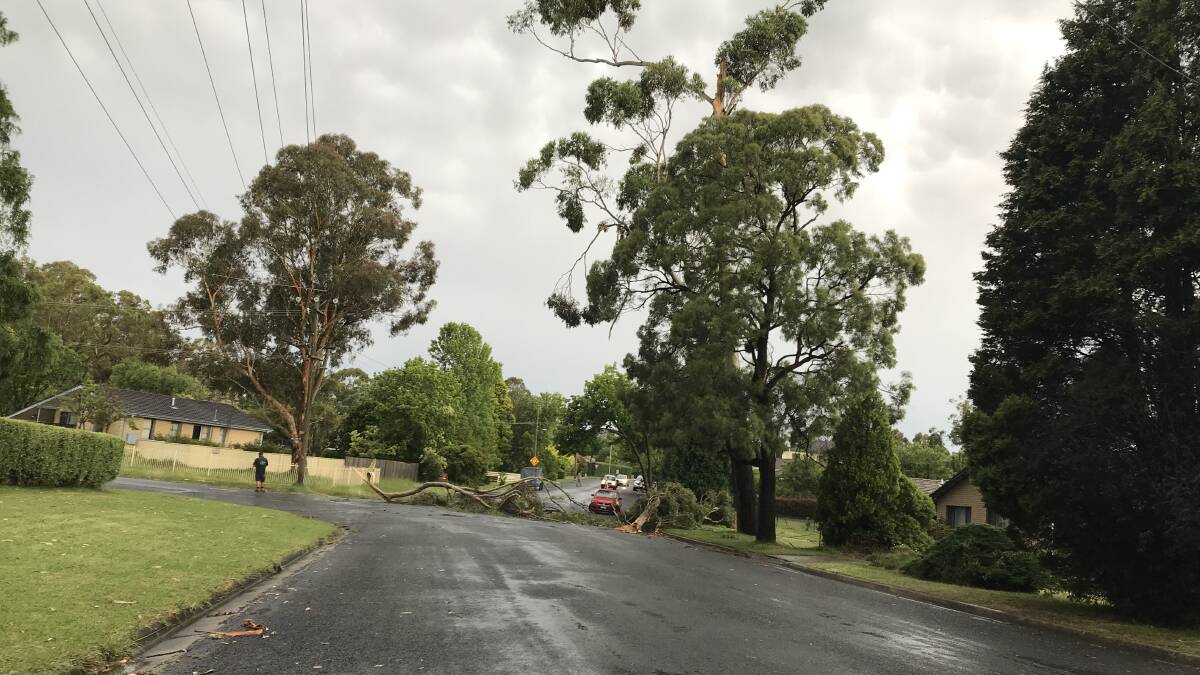 A tree blocks traffic in both directions on Derby Street, Bowral.