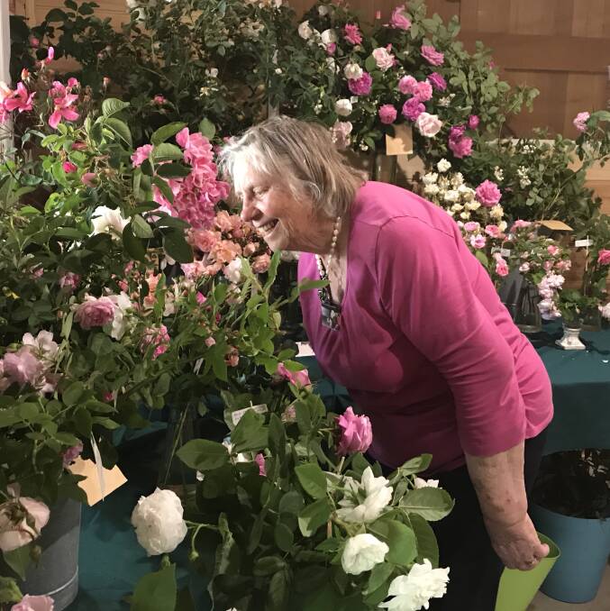 HRiA member and rose enthusiast Robyn Coupland among the many roses brought to the display by local members.