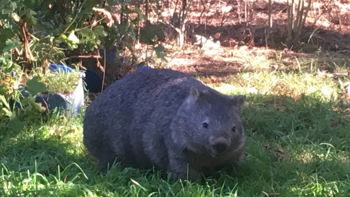 Concern for wombat welfare is the focus of one letter to the editor. Photo: file