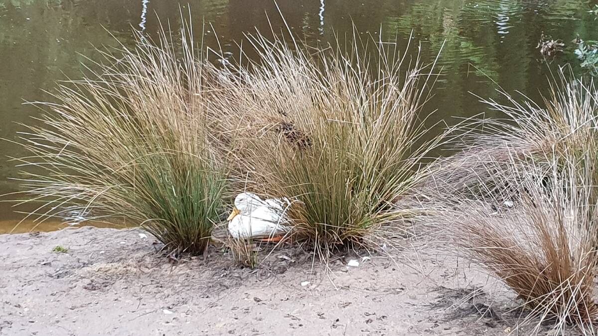 This lucky domestic duck is at home in the wild. Photo by Joan Lowe