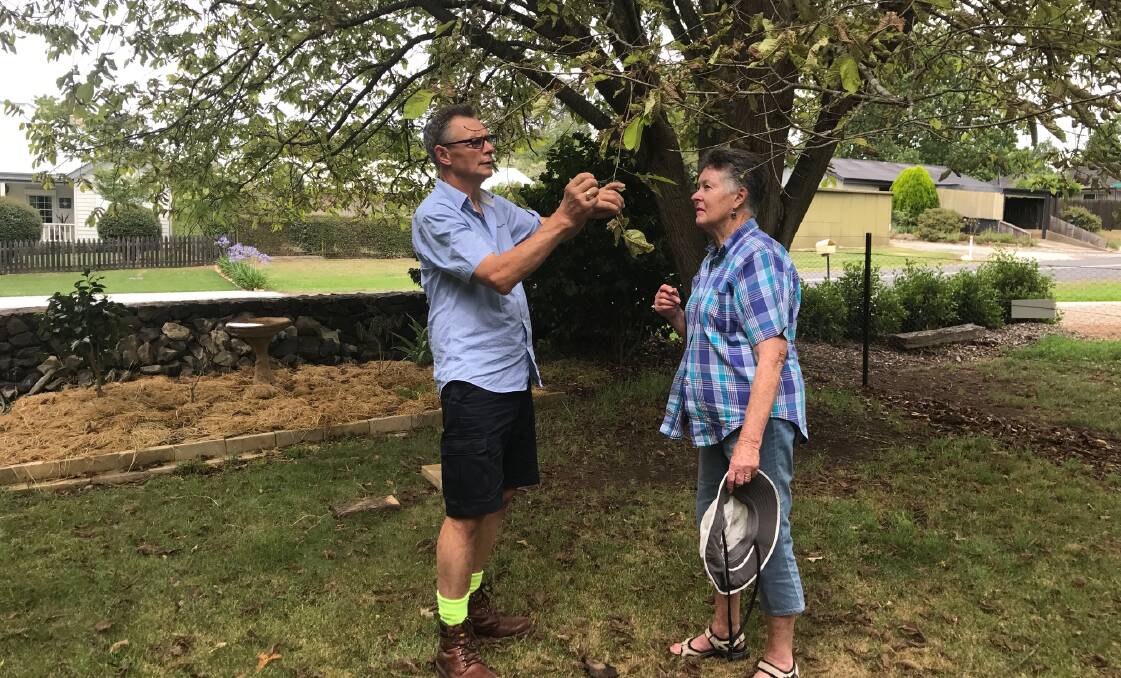 Arborist Guy O'Donnell chats with Sutton Forest resident Valerie De Burca about the Elm Leaf Bettle damage caused to her Golden Elms. Photos: supplied