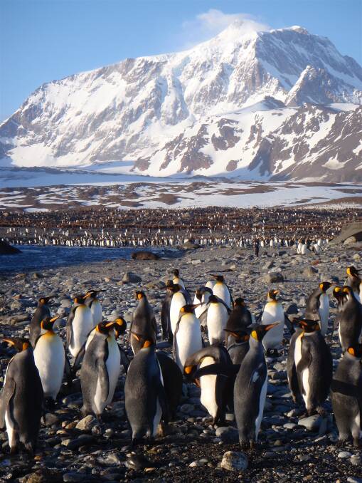 King Penguins, one of the many bird species to thrive in the rat-free environment re-established on South Georgia Island. Photo: supplied