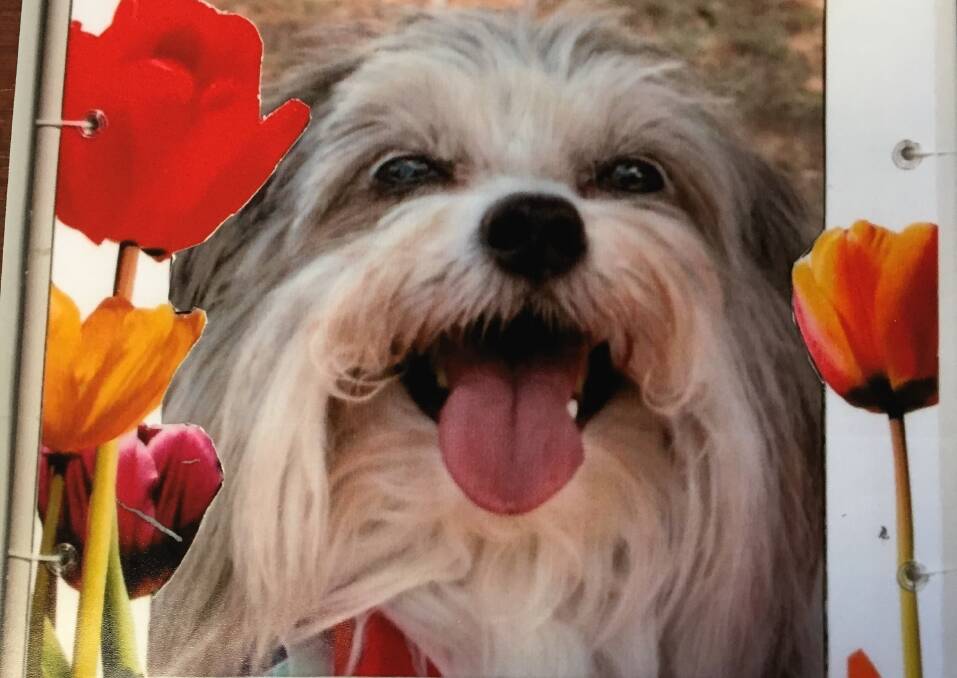 Pooch about town, Harley is set for Tulip Time. Photo: Supplied