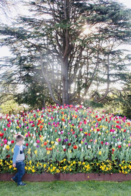 Christopher Galwey, 4, enjoys the colourful floral display in Corbett Gardens. Photo by Tanya Galwey