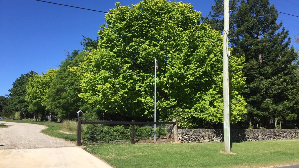 Golden Elm Trees treated in January 2018 at a Sutton Forest property have come back strong. 